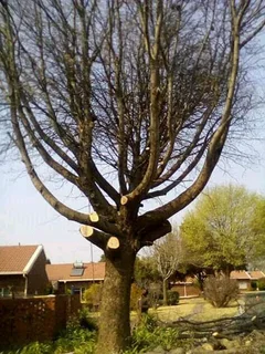 Upman Tree Felling/Boomsloping