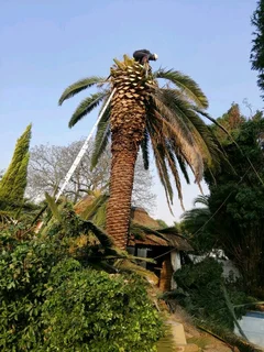 Upman Tree Felling/Boomsloping