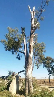 Upman Tree Felling/Boomsloping
