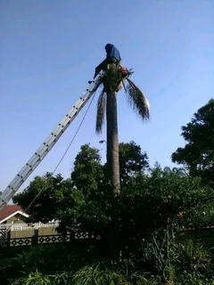 Upman Tree Felling/Boomsloping