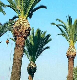 Upman Tree Felling/Boomsloping