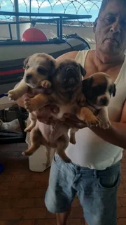 Jack Russell pups forsale