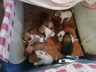 Jack Russell cross breed pups for sale