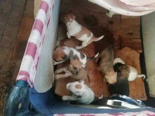 Jack Russell cross breed pups for sale