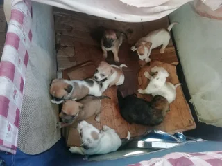 Jack Russell cross breed pups for sale