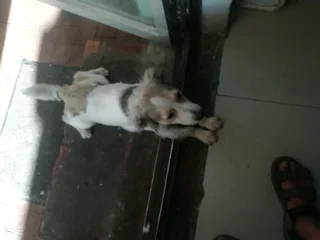 Jack Russell cross breed pups for sale