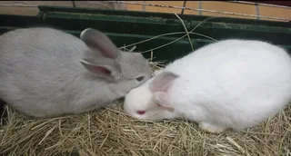 Cute Bunny Rabbits Durban