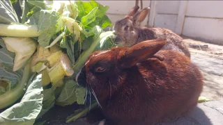 Rabbit - Ad posted by A L