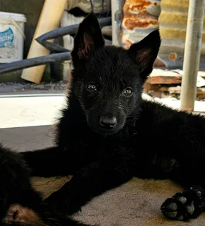 German Shepherd Puppies Looking for their forever homes.