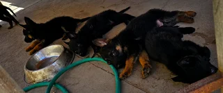 German Shepherd Puppies Looking for their forever homes.