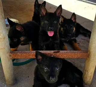 German Shepherd Puppies Looking for their forever homes.