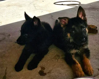 German Shepherd Puppies Looking for their forever homes.