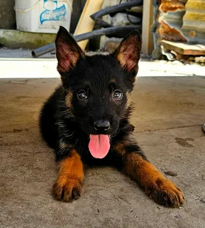 German Shepherd Puppies Looking for their forever homes.