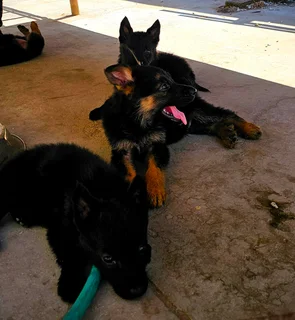 German Shepherd Puppies Looking for their forever homes.