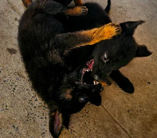 German Shepherd Puppies Looking for their forever homes.