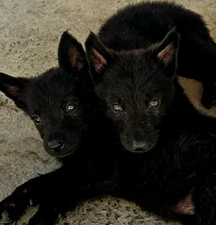 German Shepherd Puppies Looking for their forever homes.