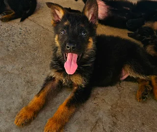 German Shepherd Puppies Looking for their forever homes.
