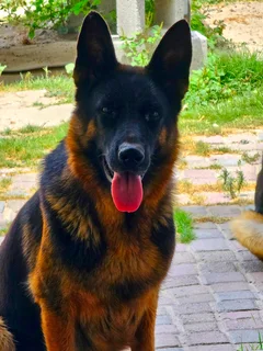 German Shepherd Puppies Looking for their forever homes.