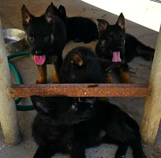 German Shepherd Puppies Looking for their forever homes.