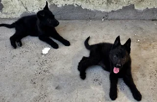 German Shepherd Puppies looking for their new home.