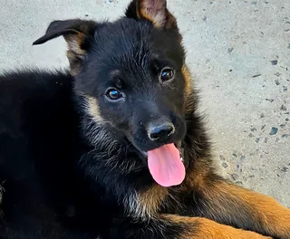 German Shepherd Puppies looking for their new home.