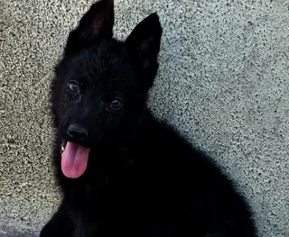 German Shepherd Puppies looking for their new home.