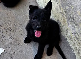 German Shepherd Puppies looking for their new home.