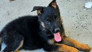 German Shepherd Puppies looking for their new home.