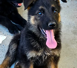 German Shepherd Puppies looking for their new home.