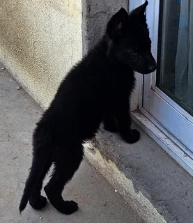 German Shepherd Puppies looking for their new home.