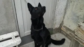 German Shepherd Puppies looking for their new home.