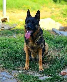 German Shepherd Puppies looking for their new home.