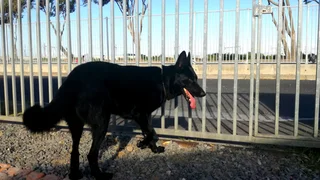 German Shepherd Puppies looking for their new home.