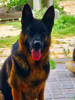 German Shepherd Puppies looking for their new home.