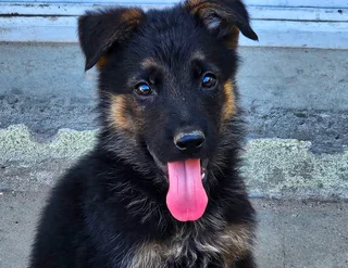 German Shepherd Puppies Urgently looking for home