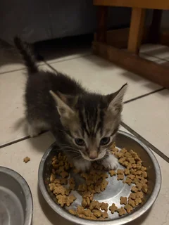 Kitten - Ad posted by Dieter Muller