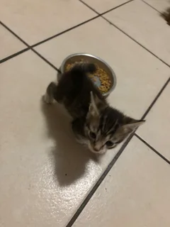 Kitten - Ad posted by Dieter Muller