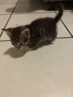 Kitten - Ad posted by Dieter Muller