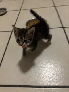 Kitten - Ad posted by Dieter Muller