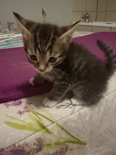 Kitten - Ad posted by Dieter Muller