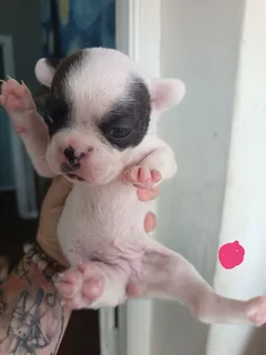 Frenchton puppies