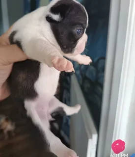 Frenchton puppies