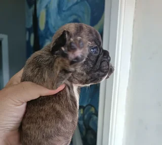 Frenchton puppies