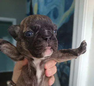 Frenchton puppies