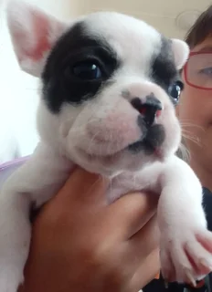 Frenchton puppies