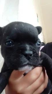 Frenchton puppies