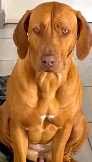 Purebred Rhodesian Ridgeback puppies