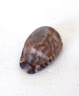 Natural Tiger Cowrie Shell