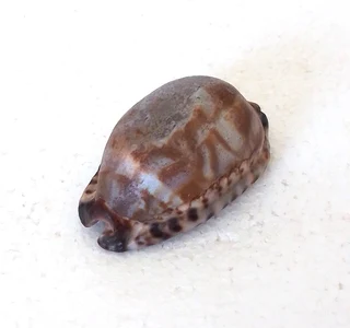 Natural Tiger Cowrie Shell