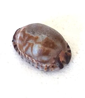 Natural Tiger Cowrie Shell